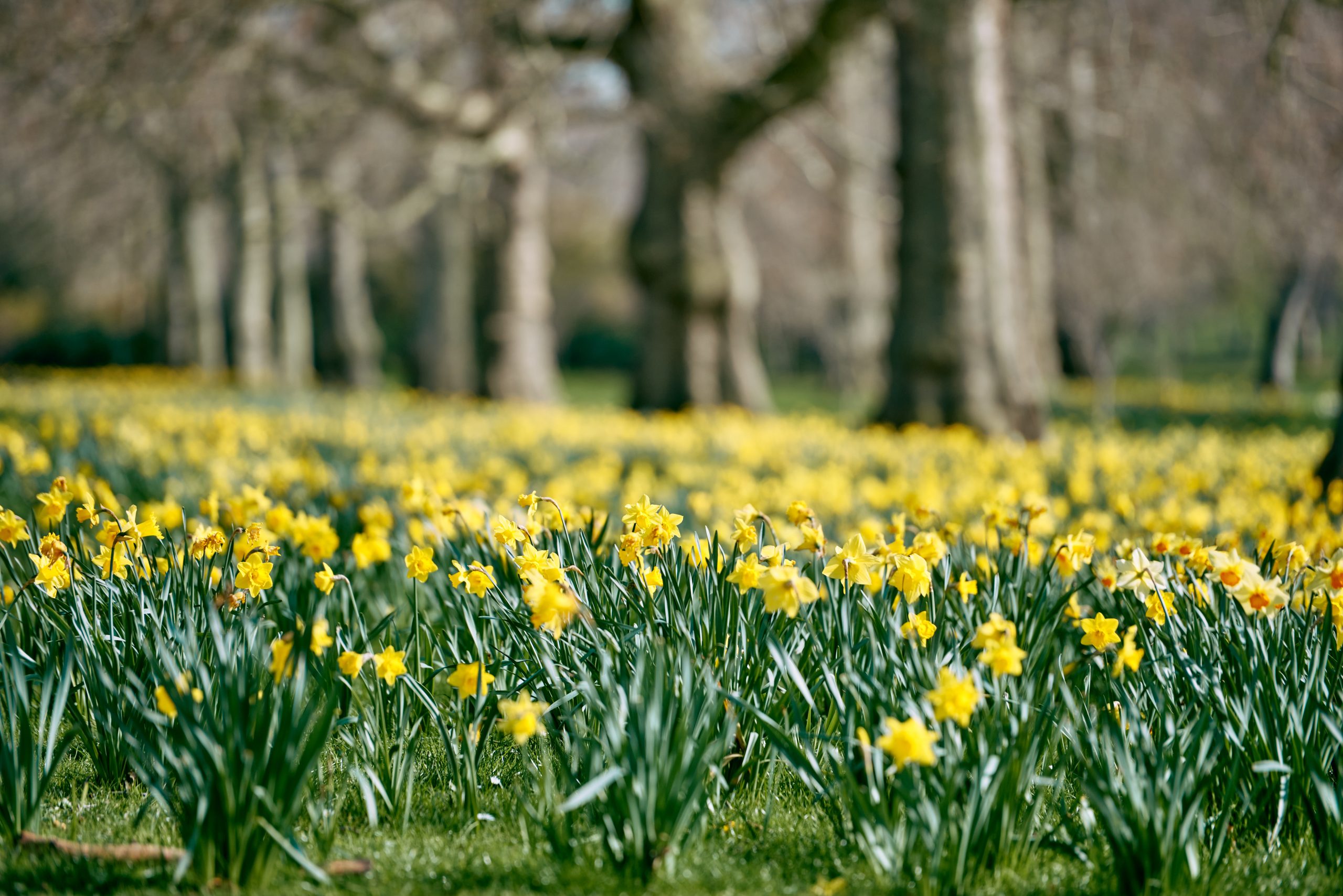 A sea of daffodils in full boom in St James' Park