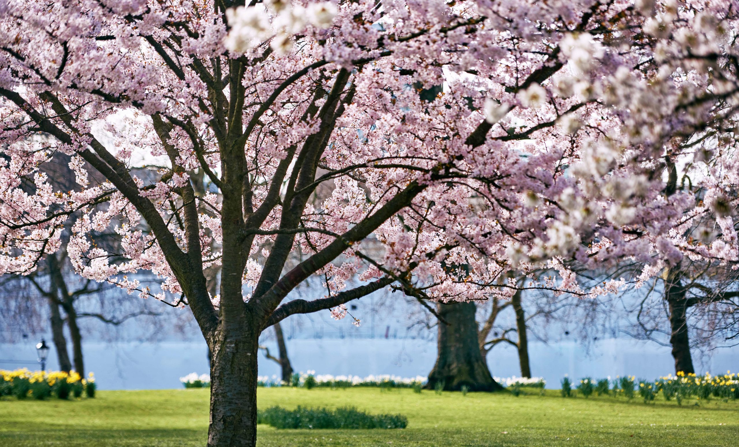 Trees with full pink blossom set against a vivid green lawn
