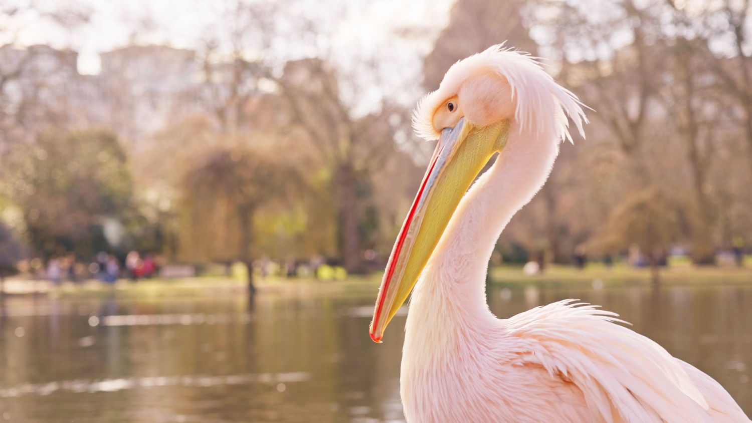 A large pelican next to the lake in St James' Park
